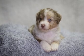 Miniaturní americký ovčák s PP (FCI)