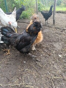 Kohout hedvábnička