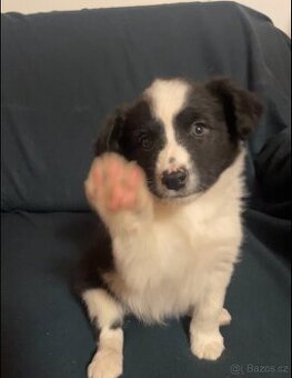 Štěňátka kříženci border kolie