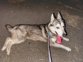 Kříženec Sibiřského huskyho
