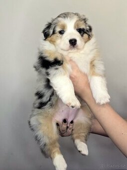 Australský ovčák Fenka Blue Merle (dlouhý ocas) FCI z PP