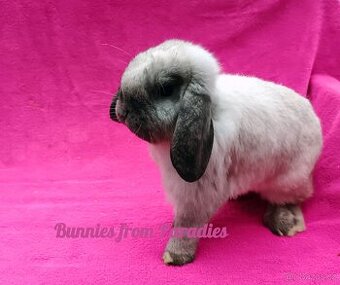 SIAMŠTÍ KLUČÍCI HLEDAJÍ NOVÝ DOMOV ❤️❤️❤️