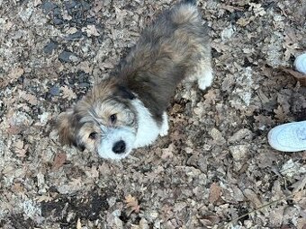 Prodám štěňátko středního vzrůstu