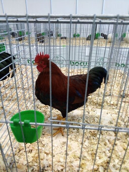 VELSUMKA ZDROBNĚLÁ REZAVĚ KOROPTVÍ