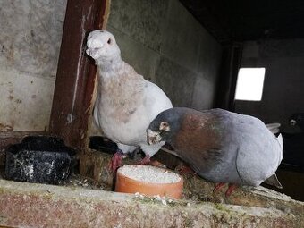 Prodám holuby Gigant