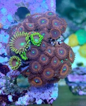 Morské korály LPS/SOFT/SPS aj pre začiatočníkov