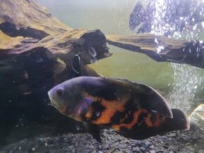 Vrubozubec paví – Astronotus Ocellatus