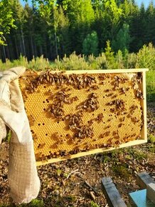 Včelí oddělky, matky buckfast - 1