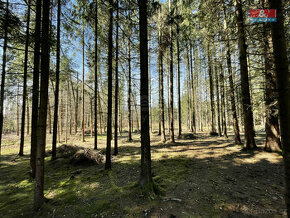 Prodej lesa, 5744 m², Střítež