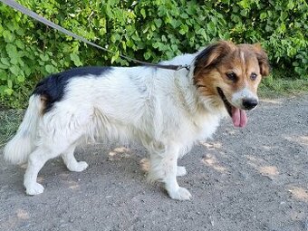 BASTY K ADOPCI - milý vděčný mazel, vhodný k dětem - 1