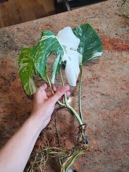 Monstera albo variegata