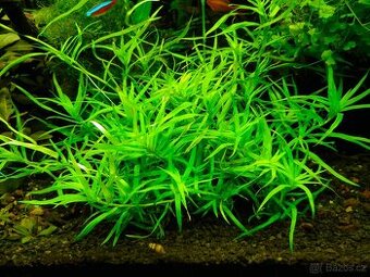 Prodám akvarijni rostliny Zosterifolia