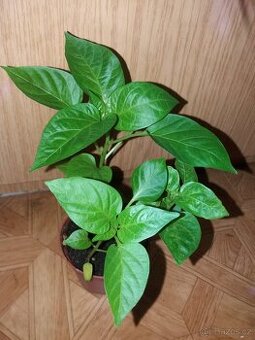 Sazenice papriky