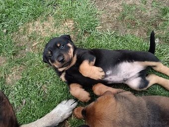 Steně RTW x Ridgeback - poslední volný pes. K ODBĚRU