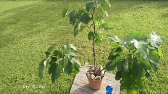 Fíkovník - Ficus carica "VERDINO"