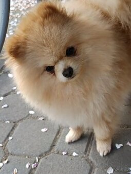 Pomeranian krytí