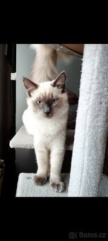 Ragdoll 8 měsíců