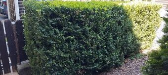 Buxus zimostráz daruji