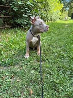 American bully pocket