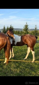 APH American paint horse valach 1,5r 7pannel N/N