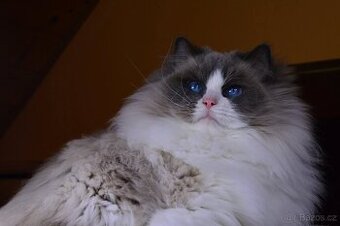 Dospěla kočička Ragdoll s Pp