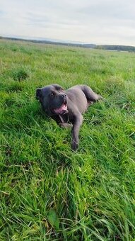 Cane Corso