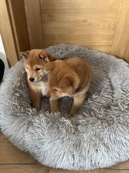 Shiba Inu štěňátka k odběru od 11.10. – 2 kluci a 2 holky