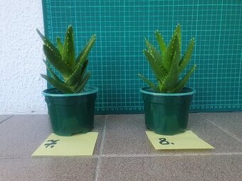 Aloe vera