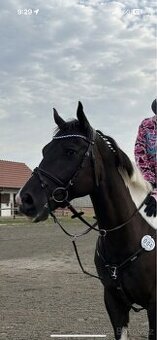 uzdecka kentaur cob - 1