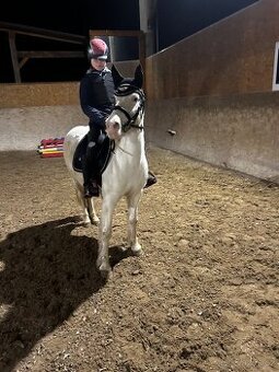 Predam pony kobylku- do rodiny, do sportu - 1