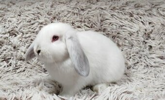 Zakrslý beránek, králíček, králík - MOLLY