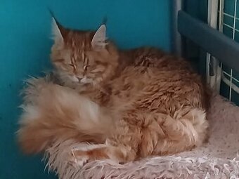 Mainska mývalí koťata s PP