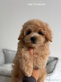 Maltipoo f1