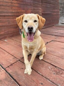 BODRIG - kastrovaný psík 5 let - 1