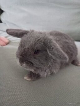 Zakrslý beránek králíček - 1