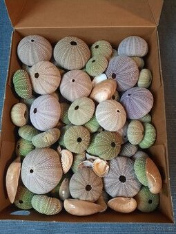 Ulity/schránky ježovek - dekorace do akvárii