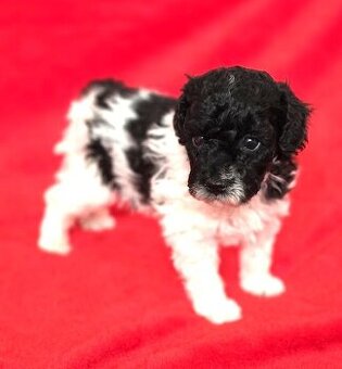 Pudl trpasličí vícebarevný s PP