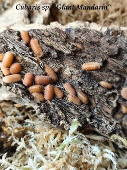 ISOPODY·STÍNKY - Bulk/balíčky - posílám