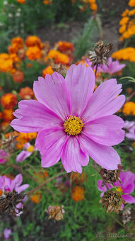 Zářivka velkokvětá (bílá,růžová)