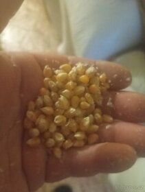 kukurice male zrno - 1