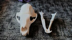Lebka medvěda ze 3D tiskárny - 1