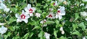 Ibišek Syrský, květ bílé barvy - Semena - 1