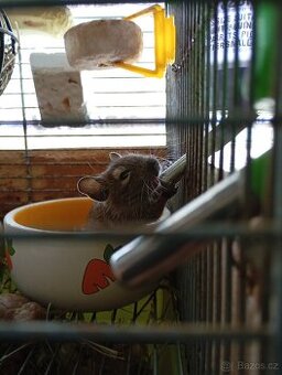 Osmák degu
