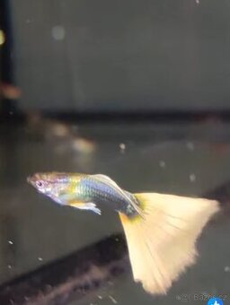 Paví očka Tuxedo Yellow