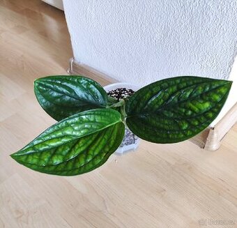 Monstera karstenianum Peru - 1