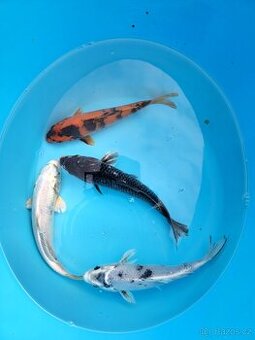Koi kapr 20-25cm
