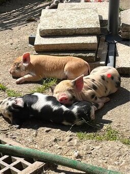 Prodej selátek Kune Kune