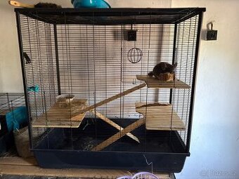 Chinchilla - 1
