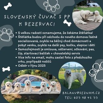 Rezervace štěňátek s PP