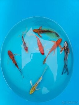 Butterfly koi, závojnatky, zlatý lín, koi kapr, jeseter